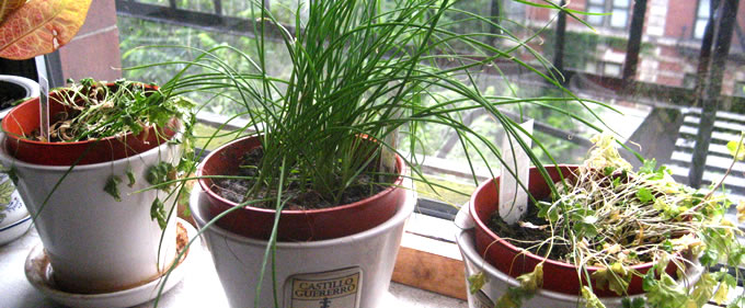 Growing herbs in pots on a window ledge